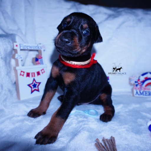 Embark & OFA tested Ozai 8